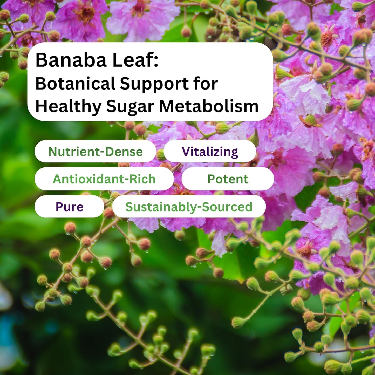 Banaba Leaf Extract